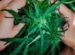 CBD
