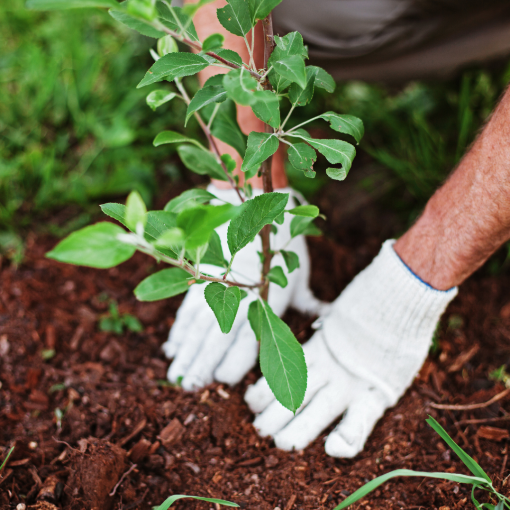 Gardening