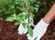 Gardening