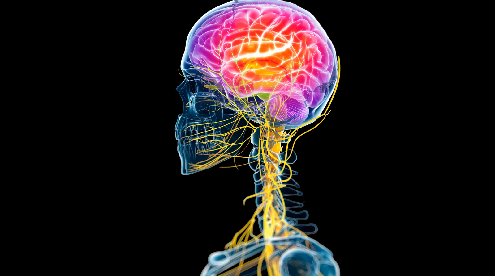 Blog 4 Your Nervous System Is the Foundation of Healing