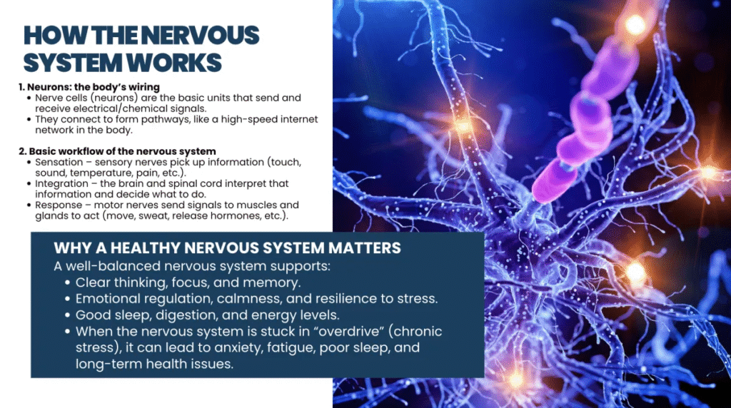 Your Nervous System Is the Foundation of Healing 2 image 1
